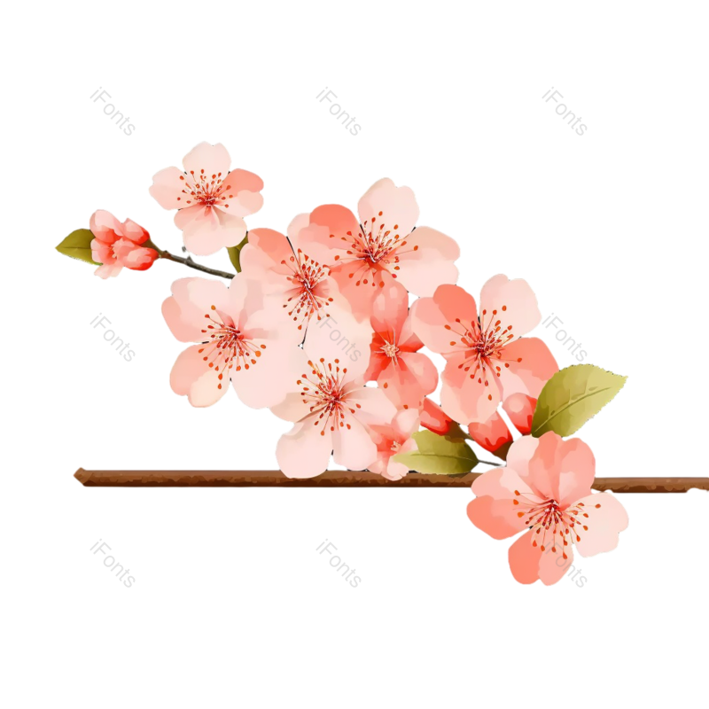 粉红色的花图片,黑色背景元素,樱花PNG,灰色背景免抠素材